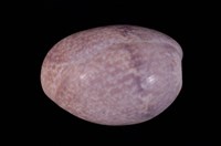 藏品(棗螺)的圖片